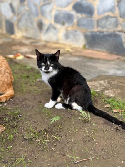 Gato